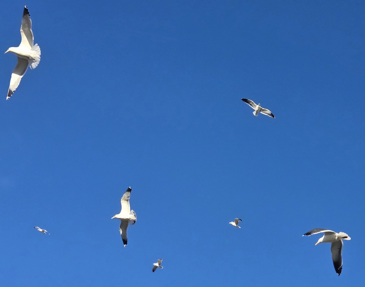 Goéland à bec cerclé - ML646970406