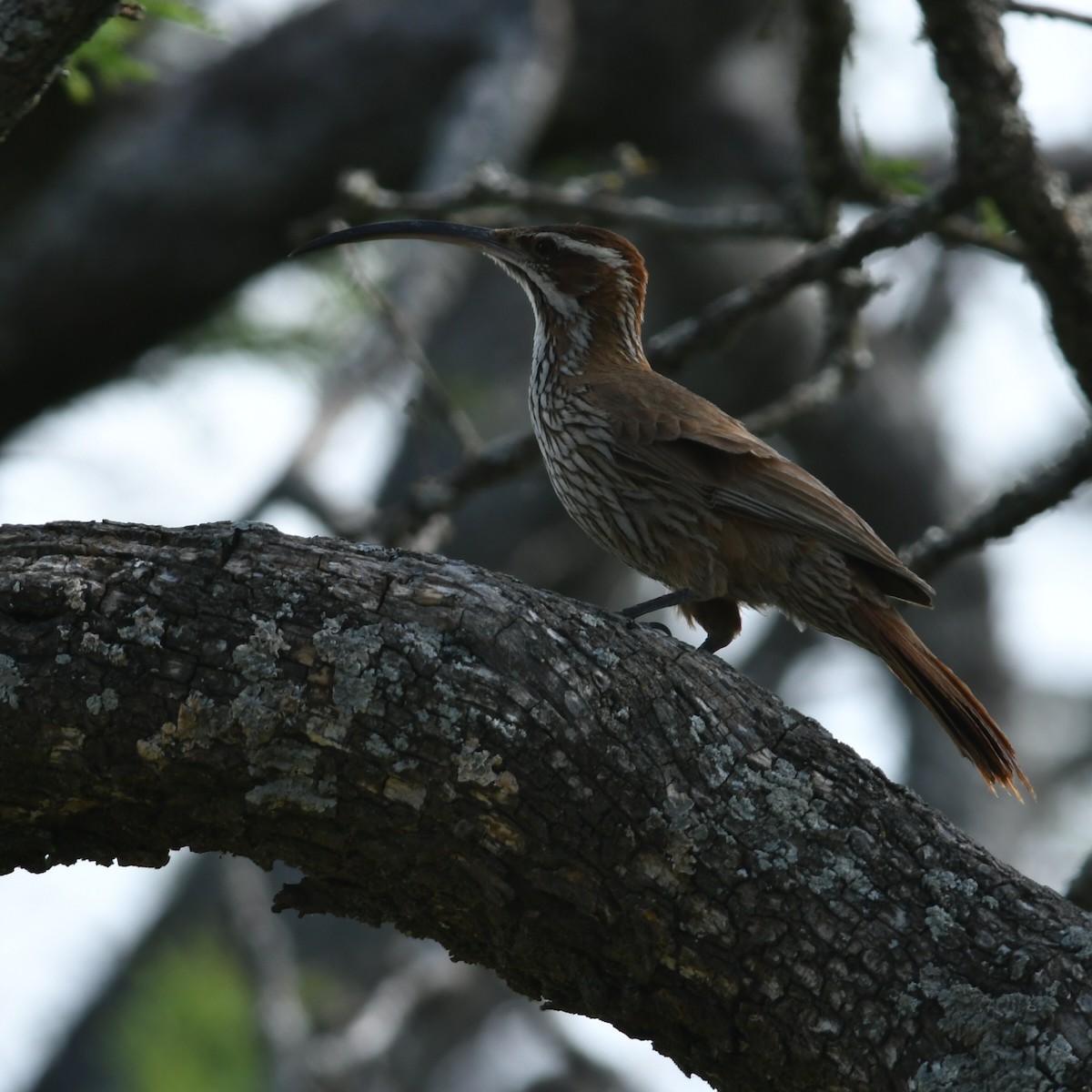 Grimpar porte-sabre - ML646970407