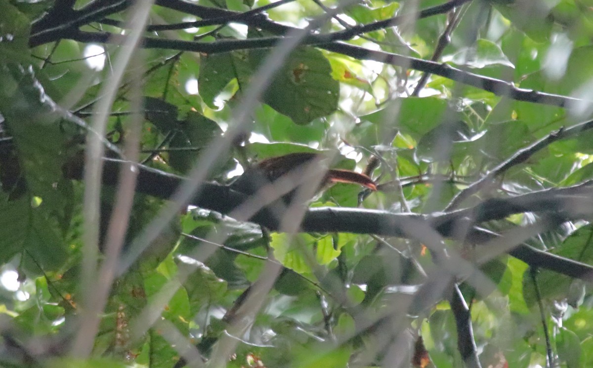 Batara mantelé - ML646970408