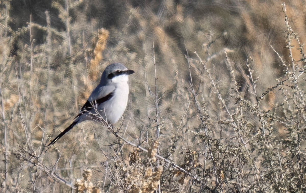 Pie-grièche migratrice ou P.-g. boréale - ML646970409