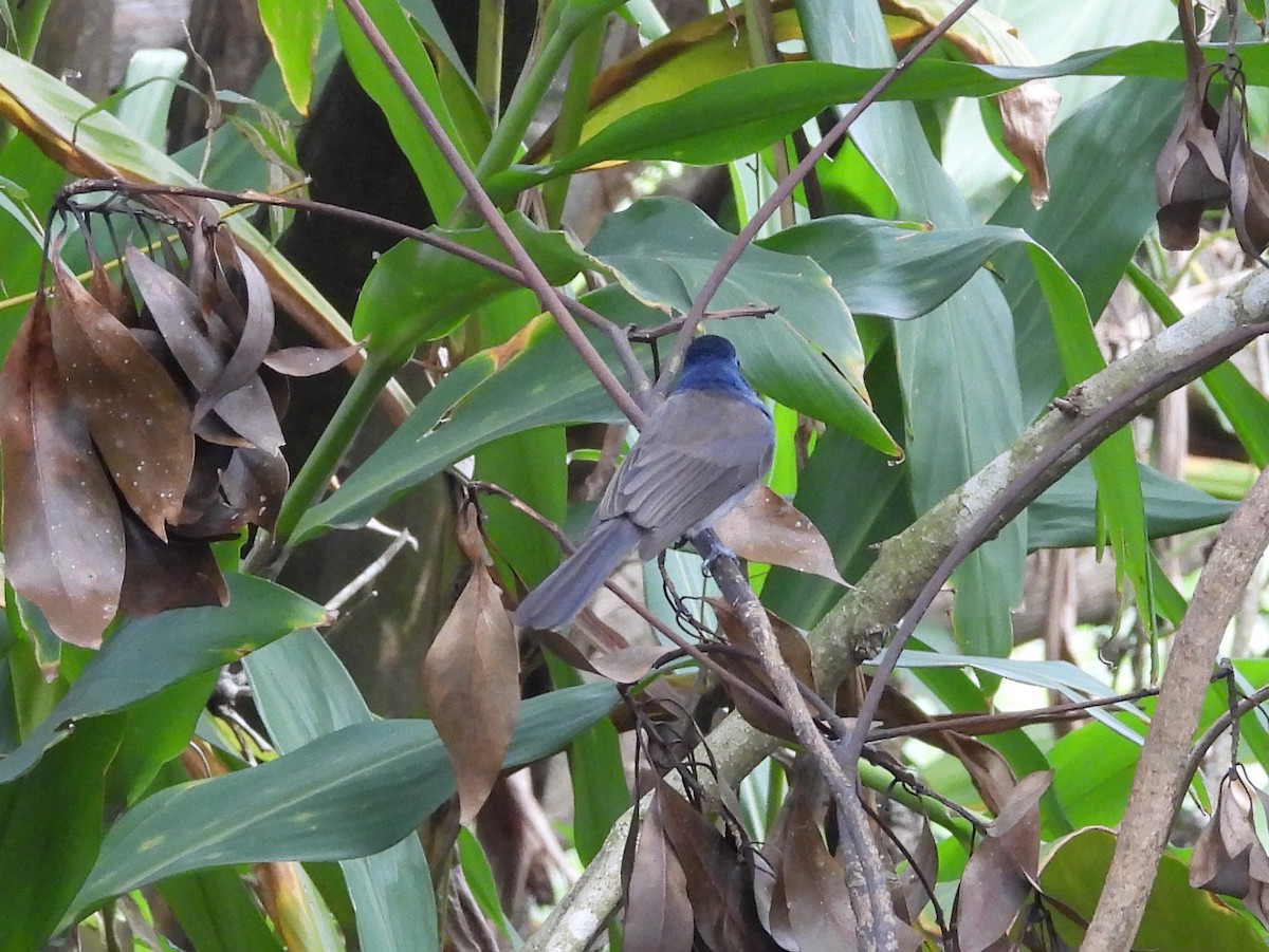 Tchitrec azuré - ML646970411