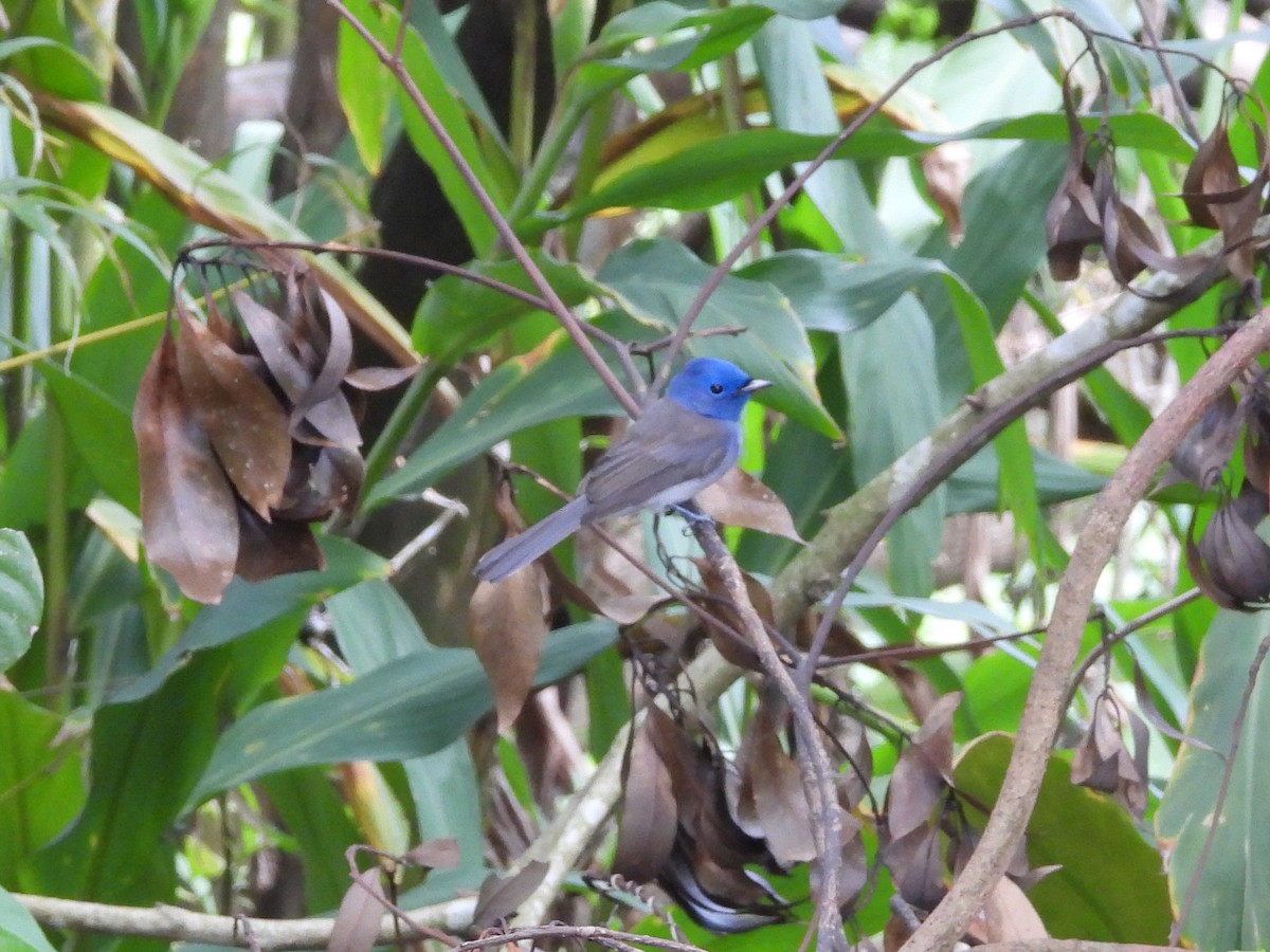 Tchitrec azuré - ML646970412