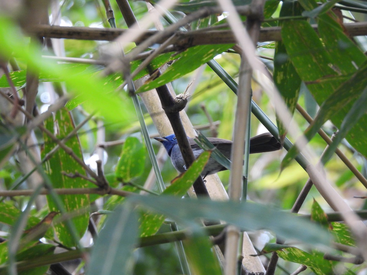 Tchitrec azuré - ML646970413