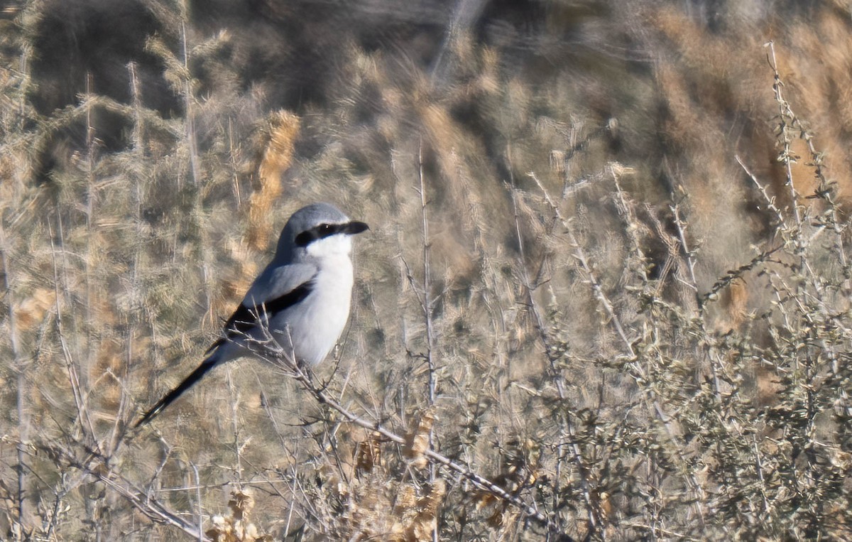 Pie-grièche migratrice ou P.-g. boréale - ML646970414