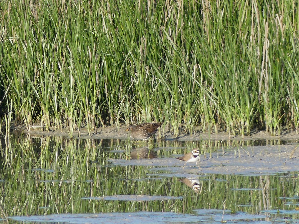 Marouette ponctuée - ML646970415