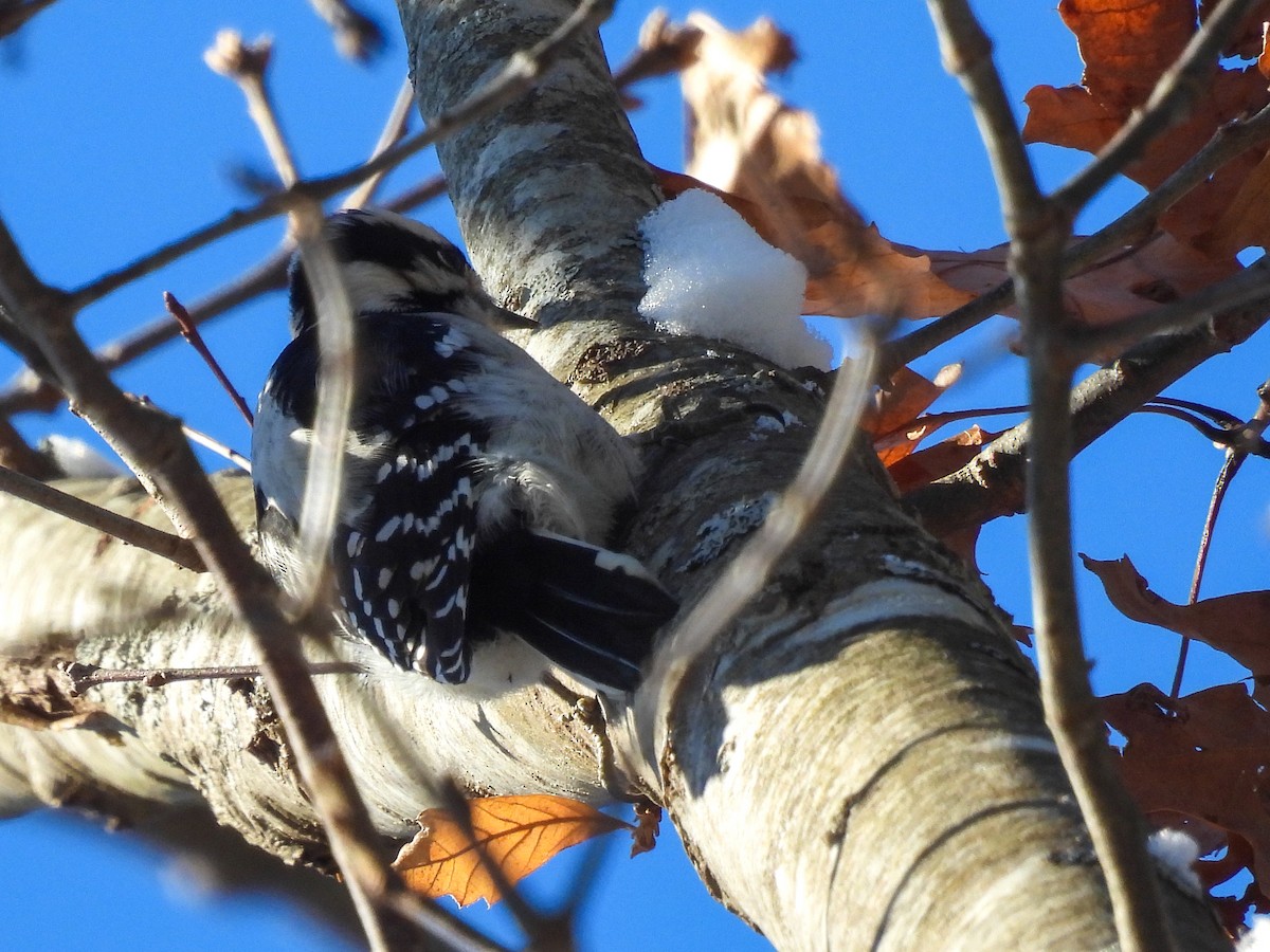 Pic mineur - ML646970416