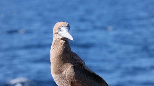 Cocos Booby (Brewster's) - ML646970418