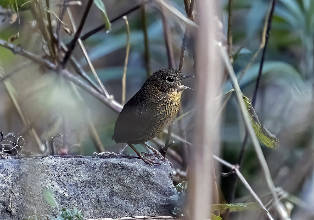 Scaly-breasted Cupwing - ML646970419