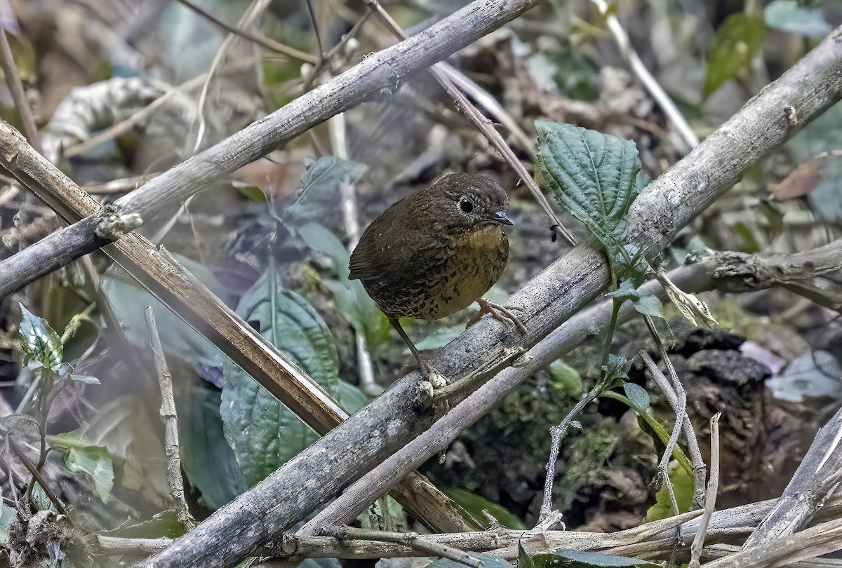 Scaly-breasted Cupwing - ML646970420