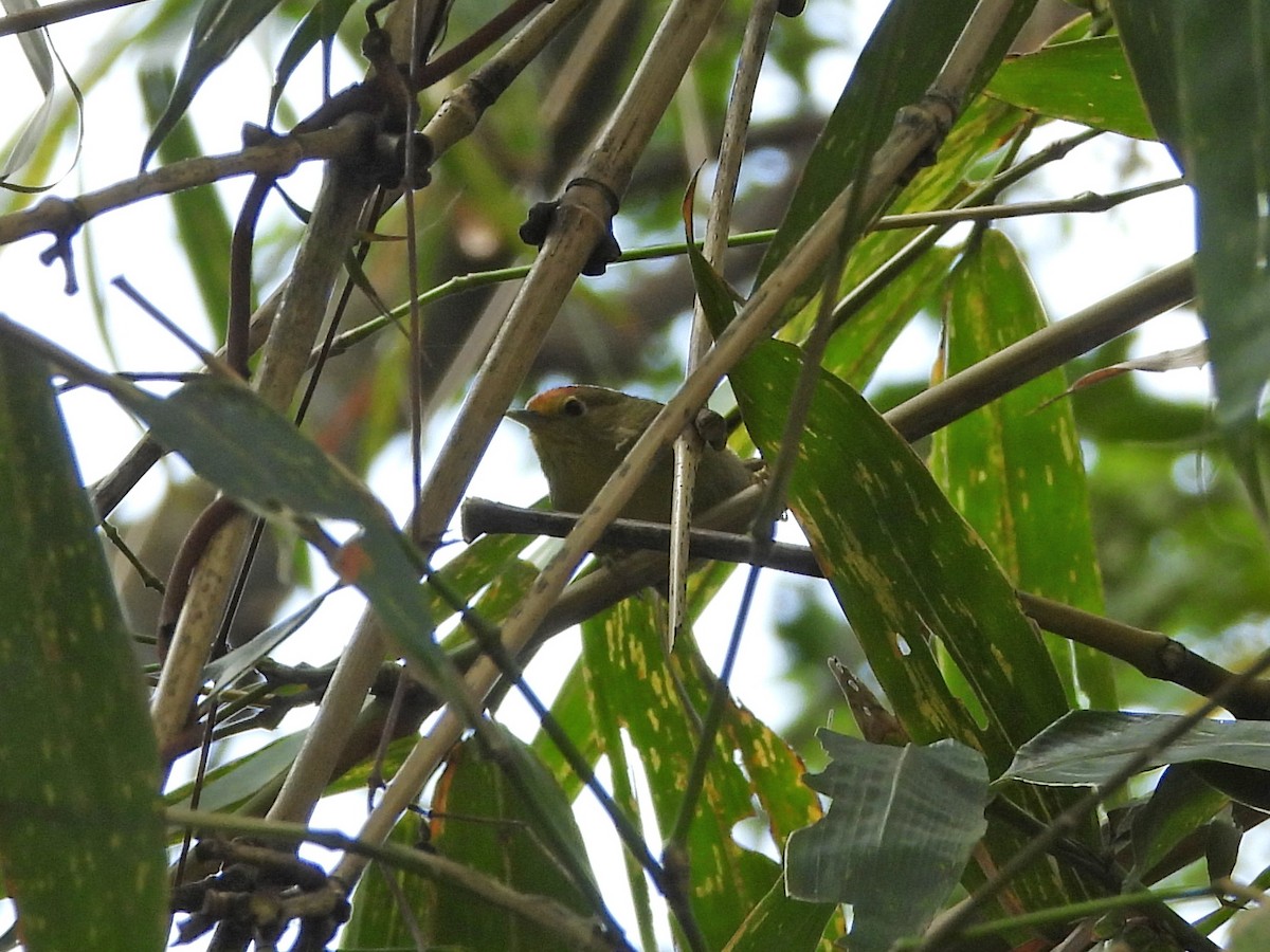 Rufous-capped Babbler - ML646970421