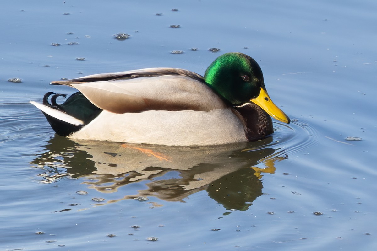 Stockente - ML646970427