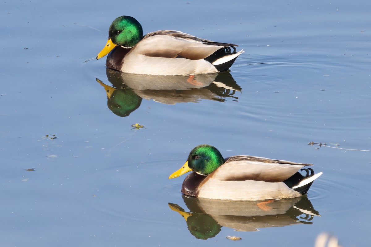 Stockente - ML646970428