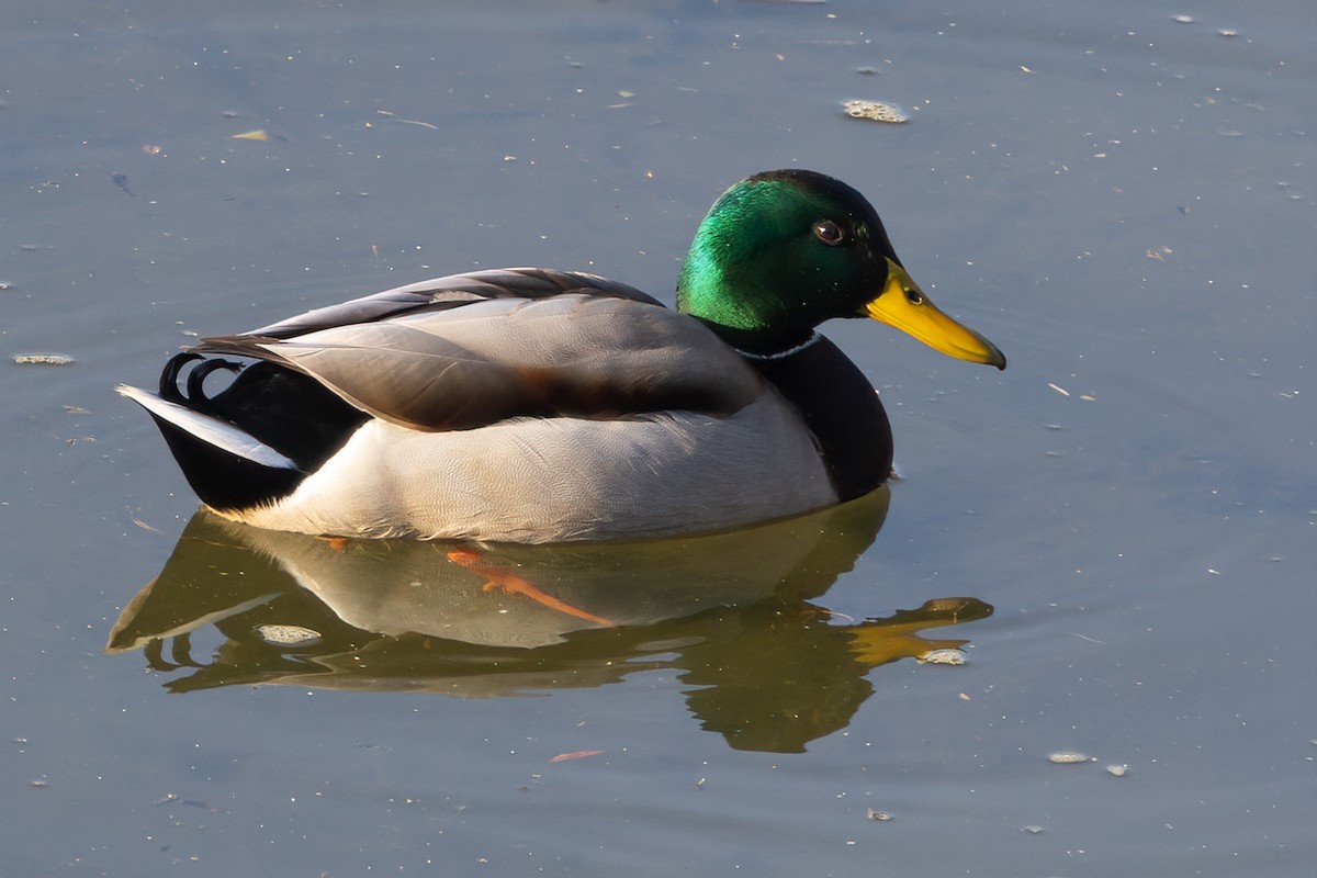 Stockente - ML646970429