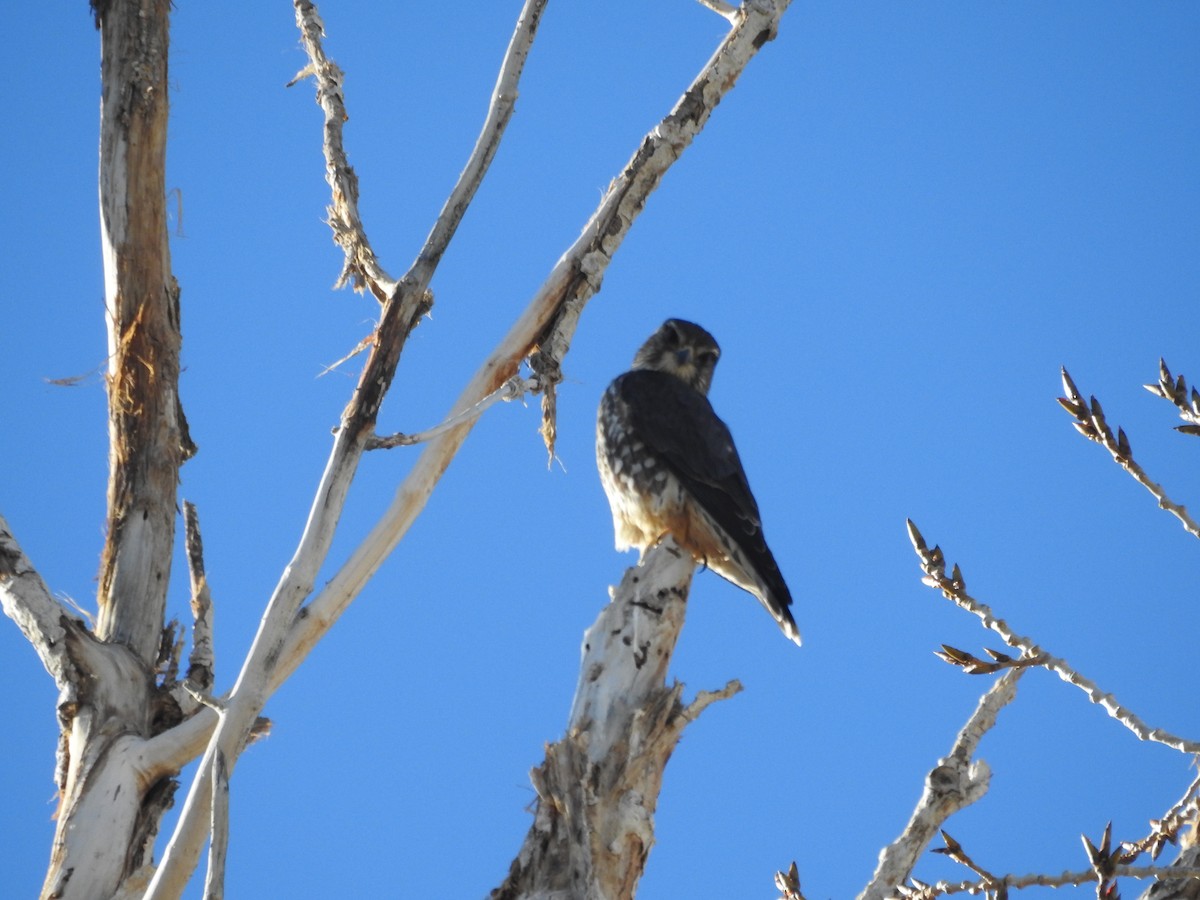 dřemlík tundrový - ML646970430