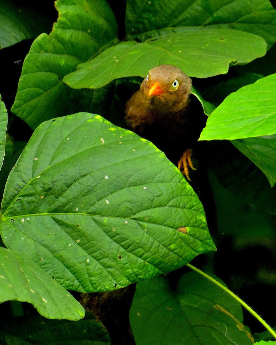 Orange-billed Babbler - ML646970433