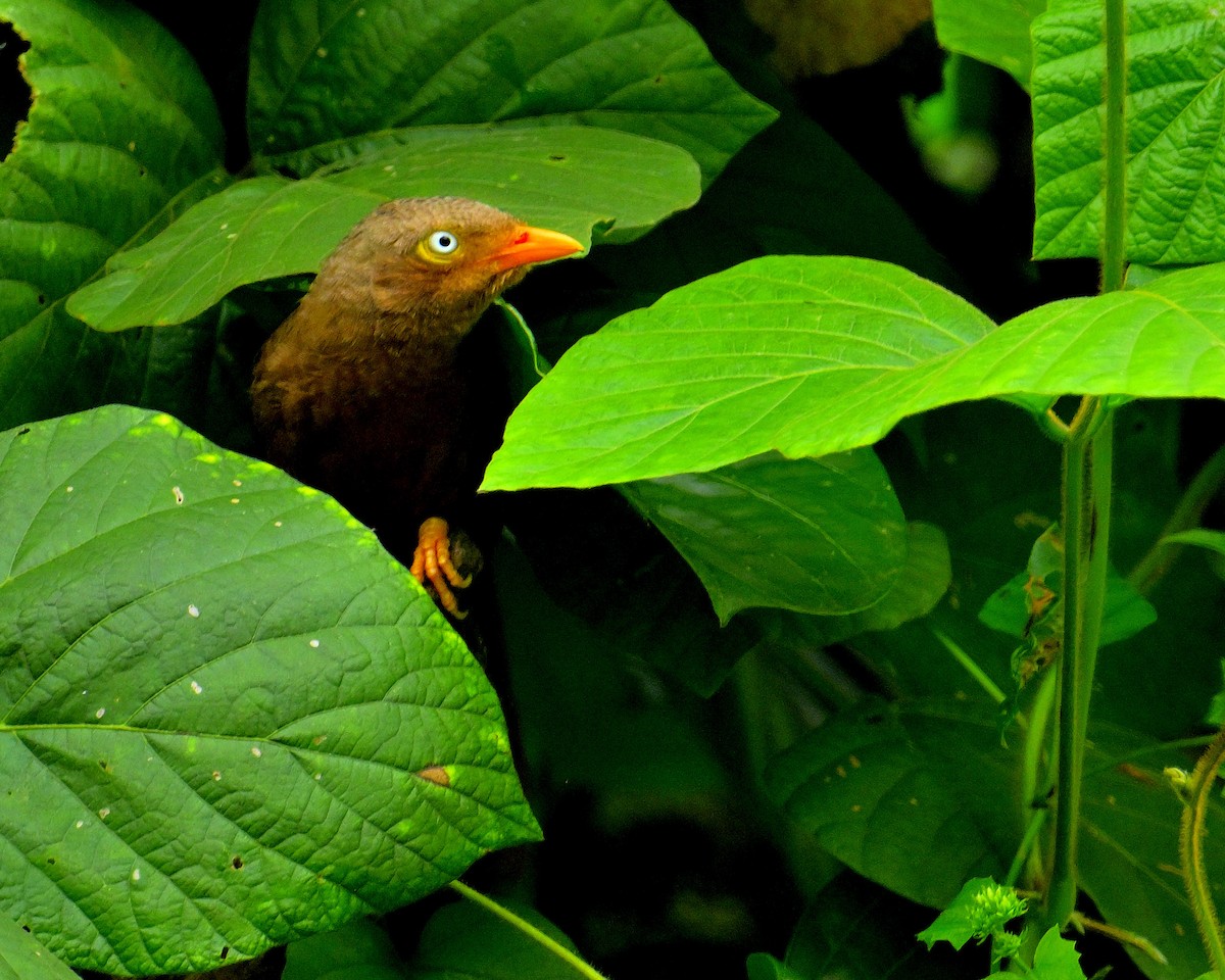Orange-billed Babbler - ML646970434