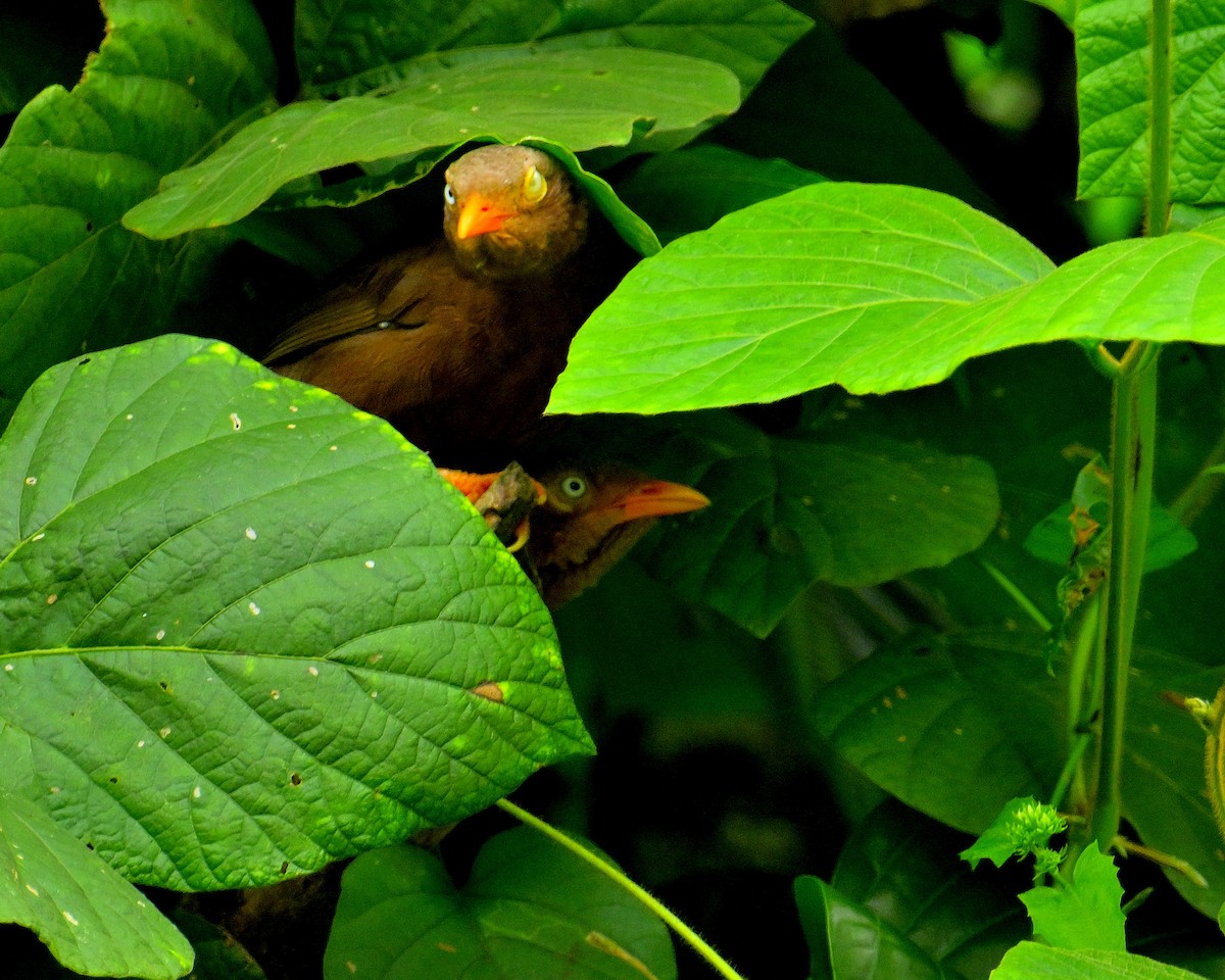 Orange-billed Babbler - ML646970435