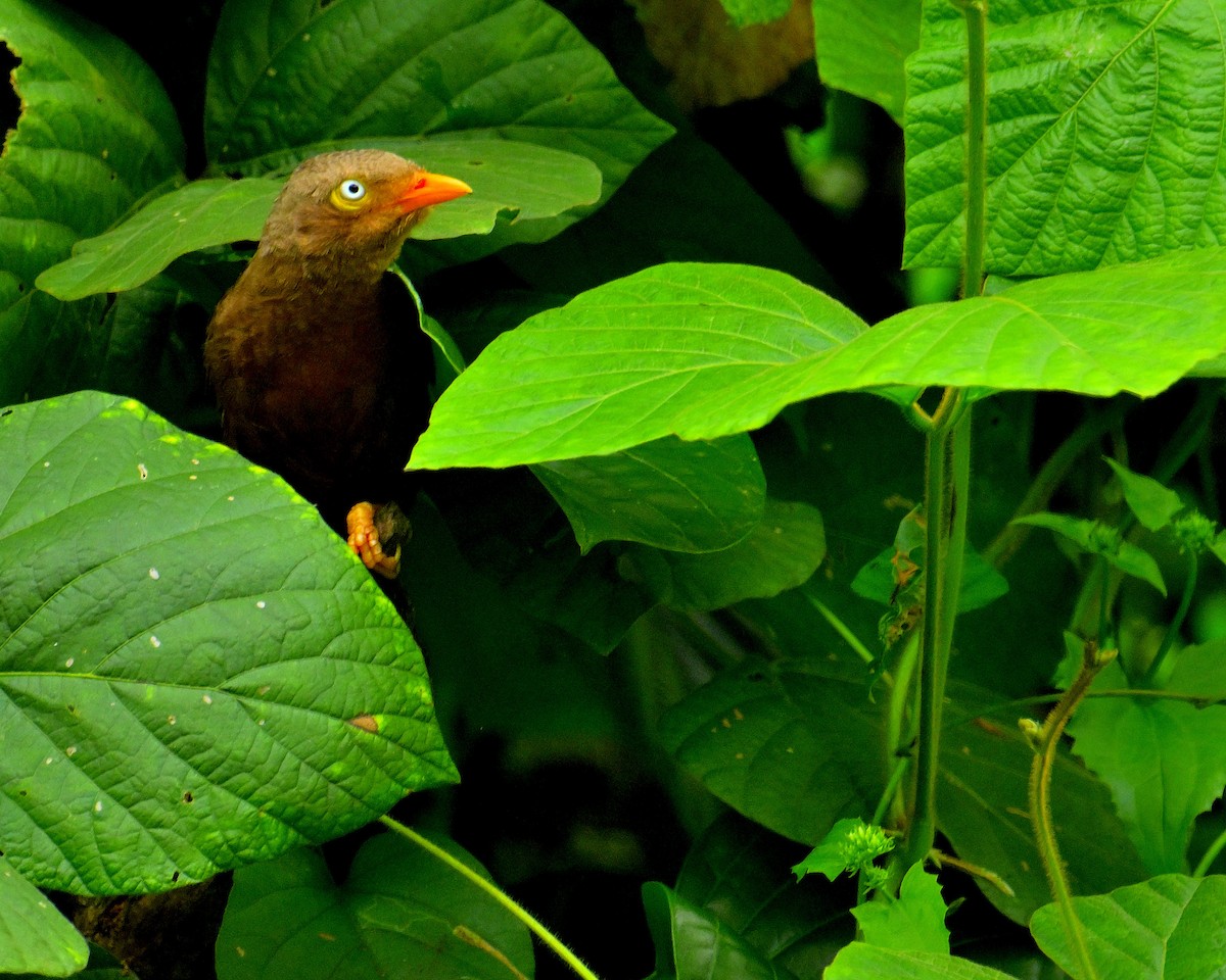 Orange-billed Babbler - ML646970436