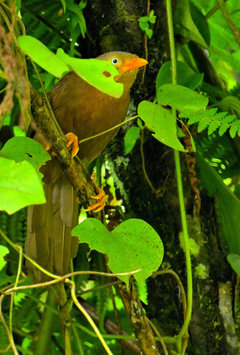 Orange-billed Babbler - ML646970437