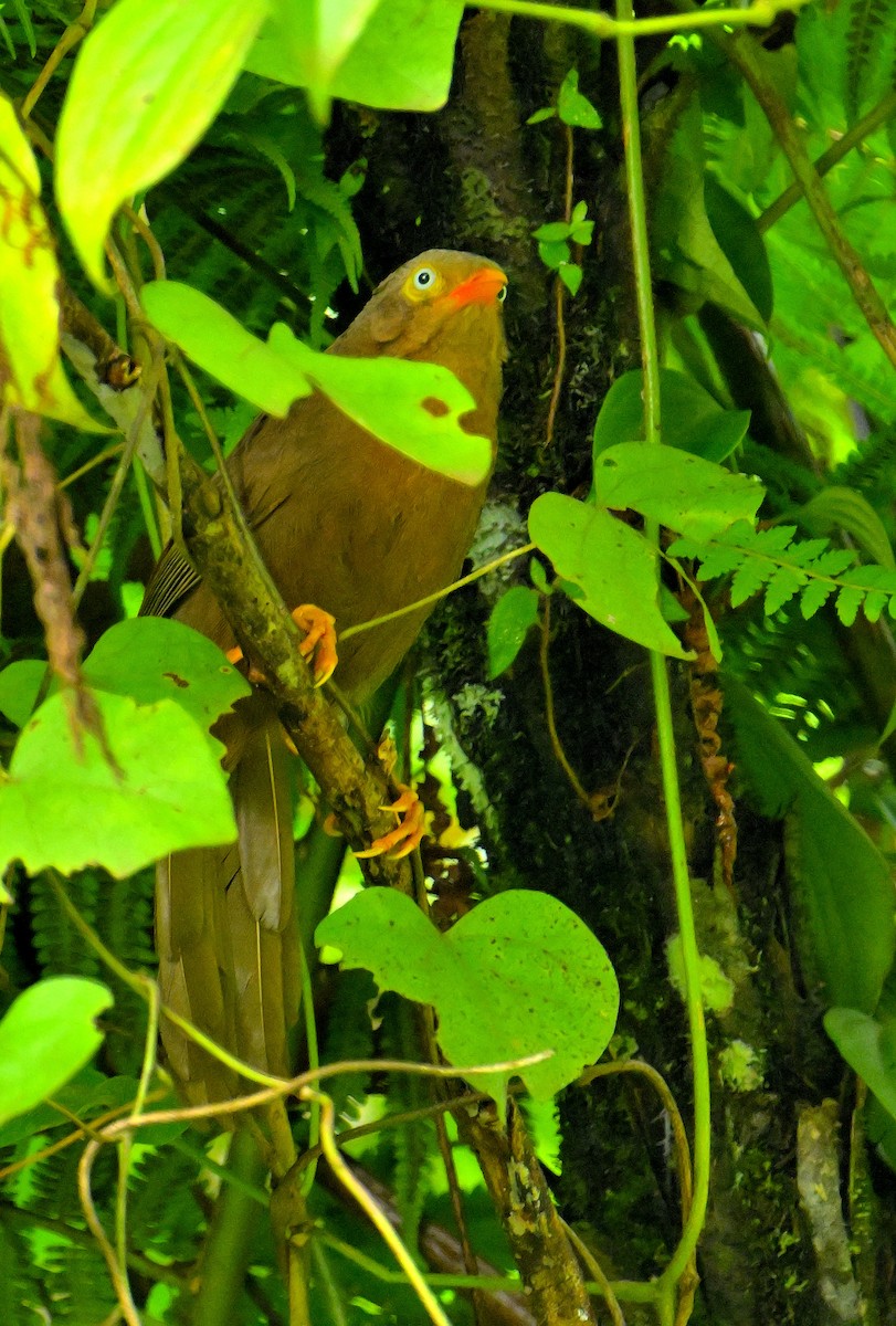 Orange-billed Babbler - ML646970439