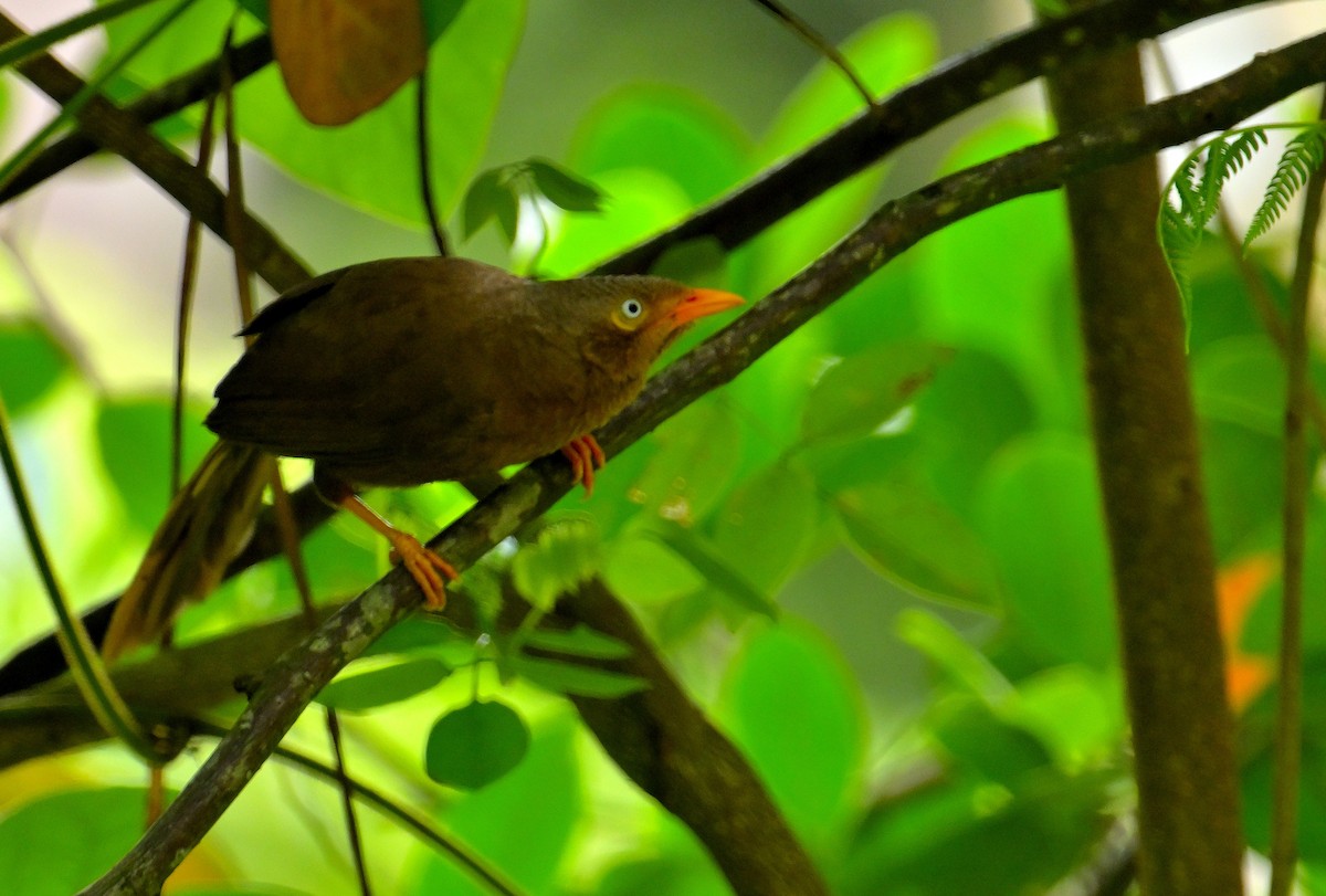 Orange-billed Babbler - ML646970440