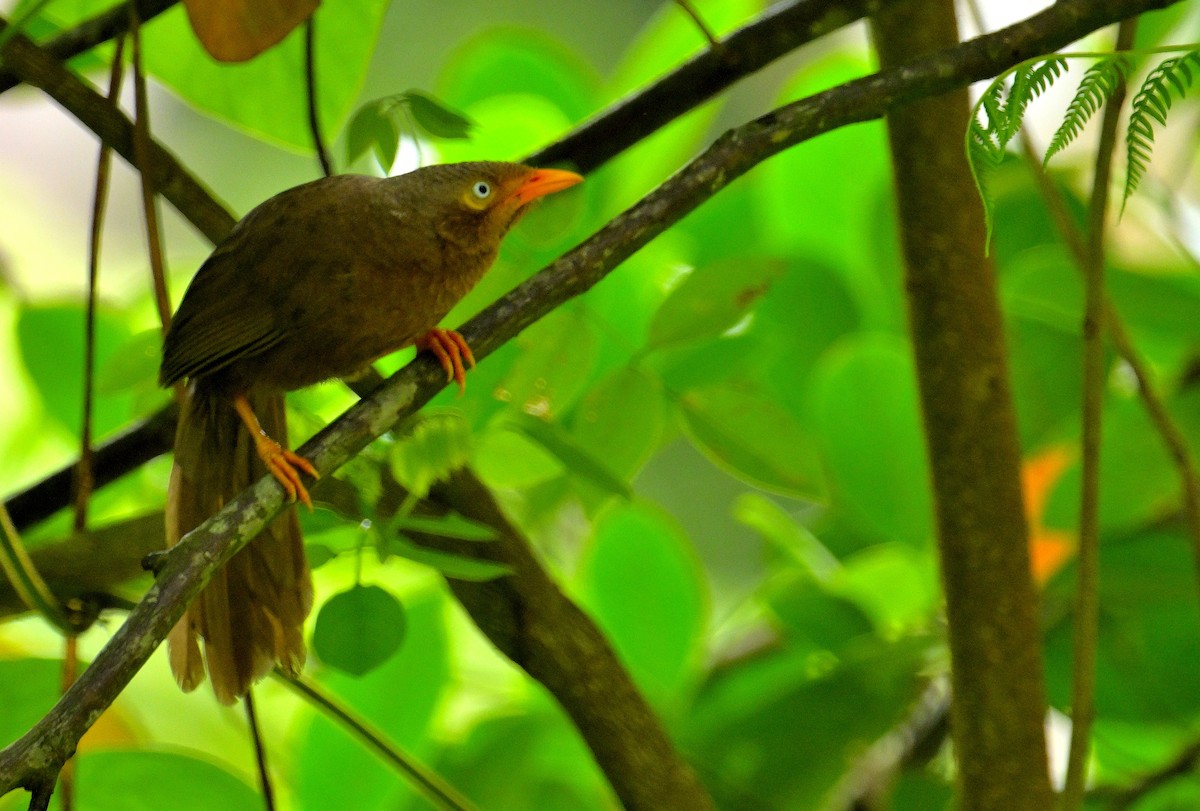 Orange-billed Babbler - ML646970441