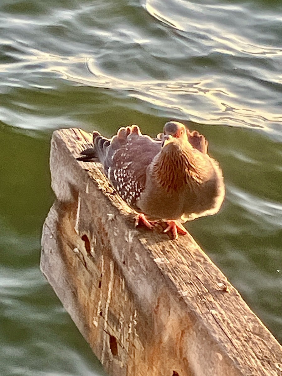 Uso ginearra - ML646970447