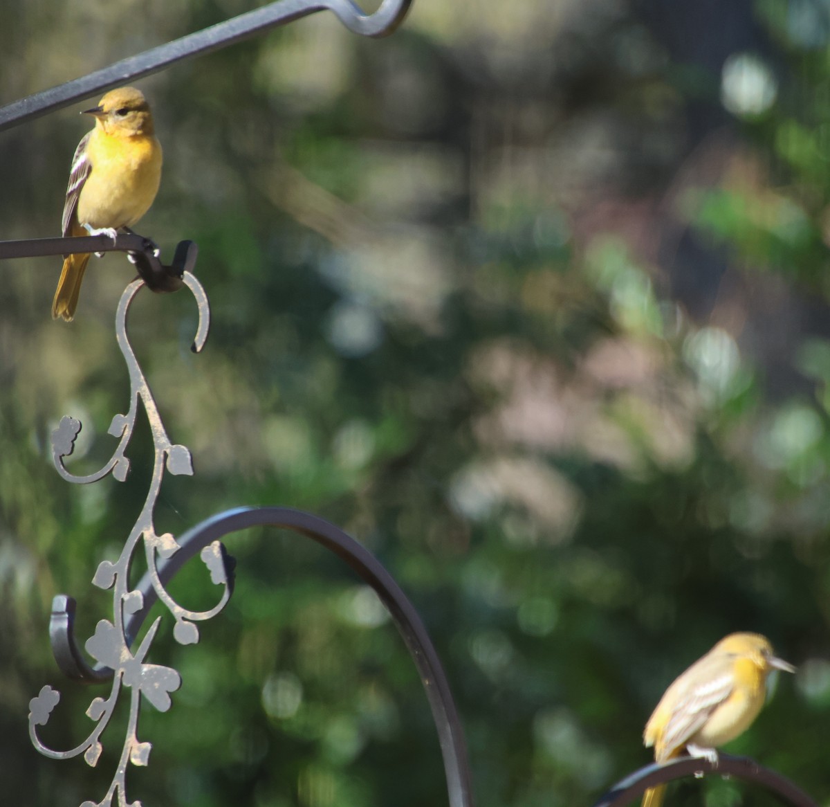 Baltimore Oriole - ML646970451