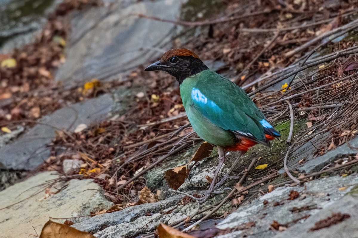 Western Hooded Pitta (Chestnut-crowned) - ML646970452