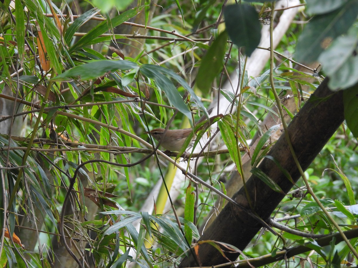 Manchurian Bush Warbler - ML646970454