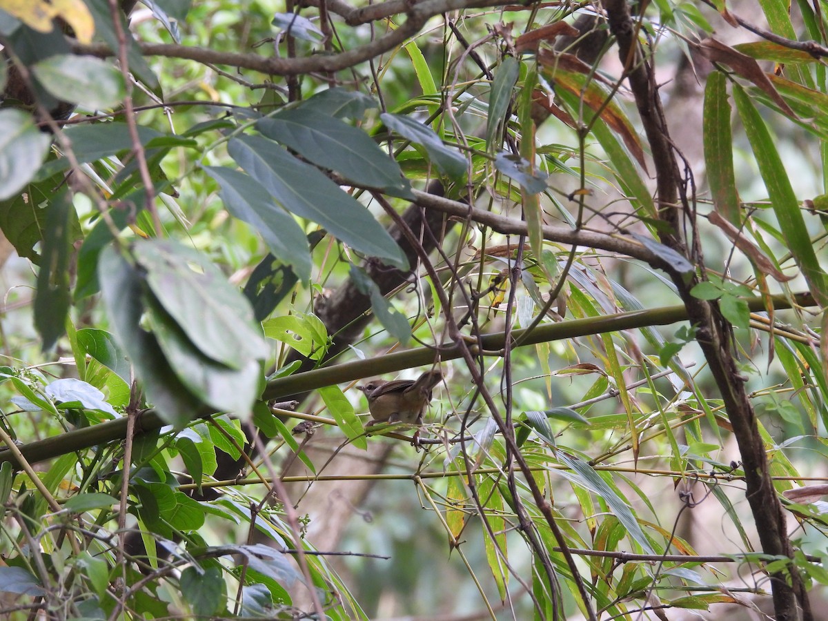 Manchurian Bush Warbler - ML646970455