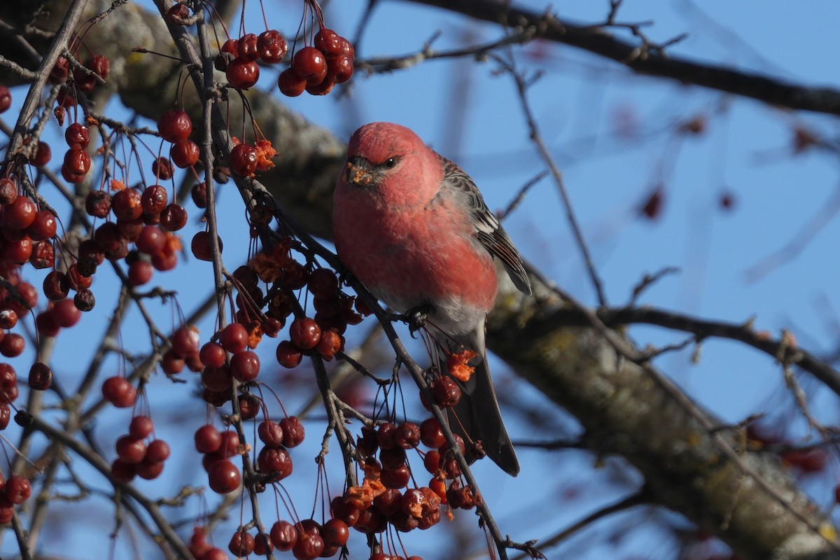 Pine Grosbeak - ML646970462