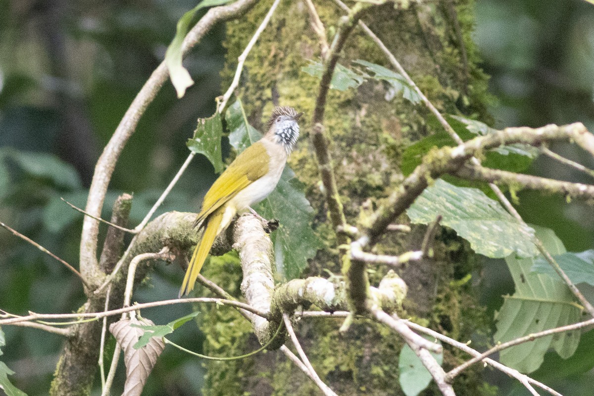 Mountain Bulbul - ML646970463