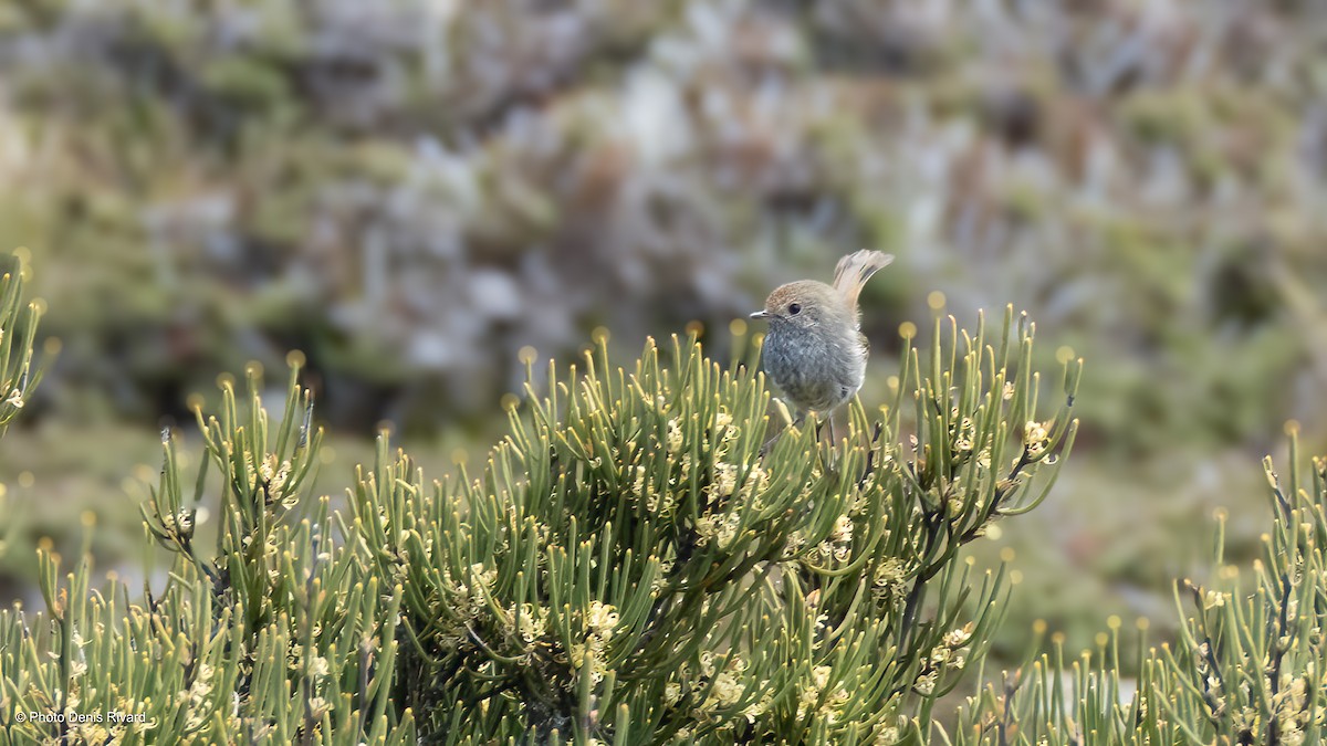 Tasmanian Thornbill - ML646970467