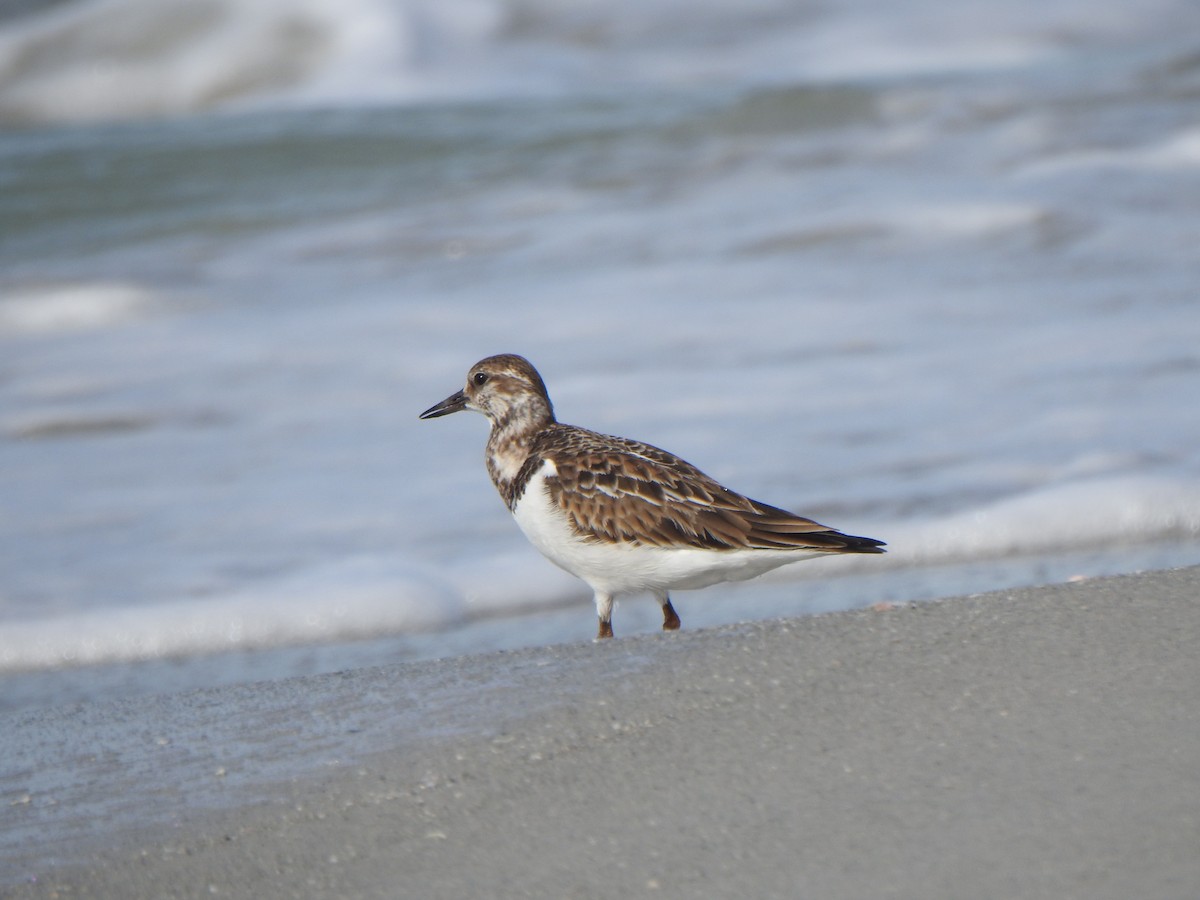 キョウジョシギ - ML646970482