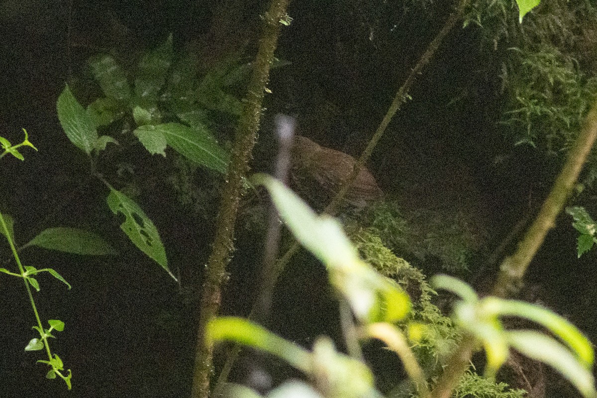 Pygmy Cupwing - ML646970483