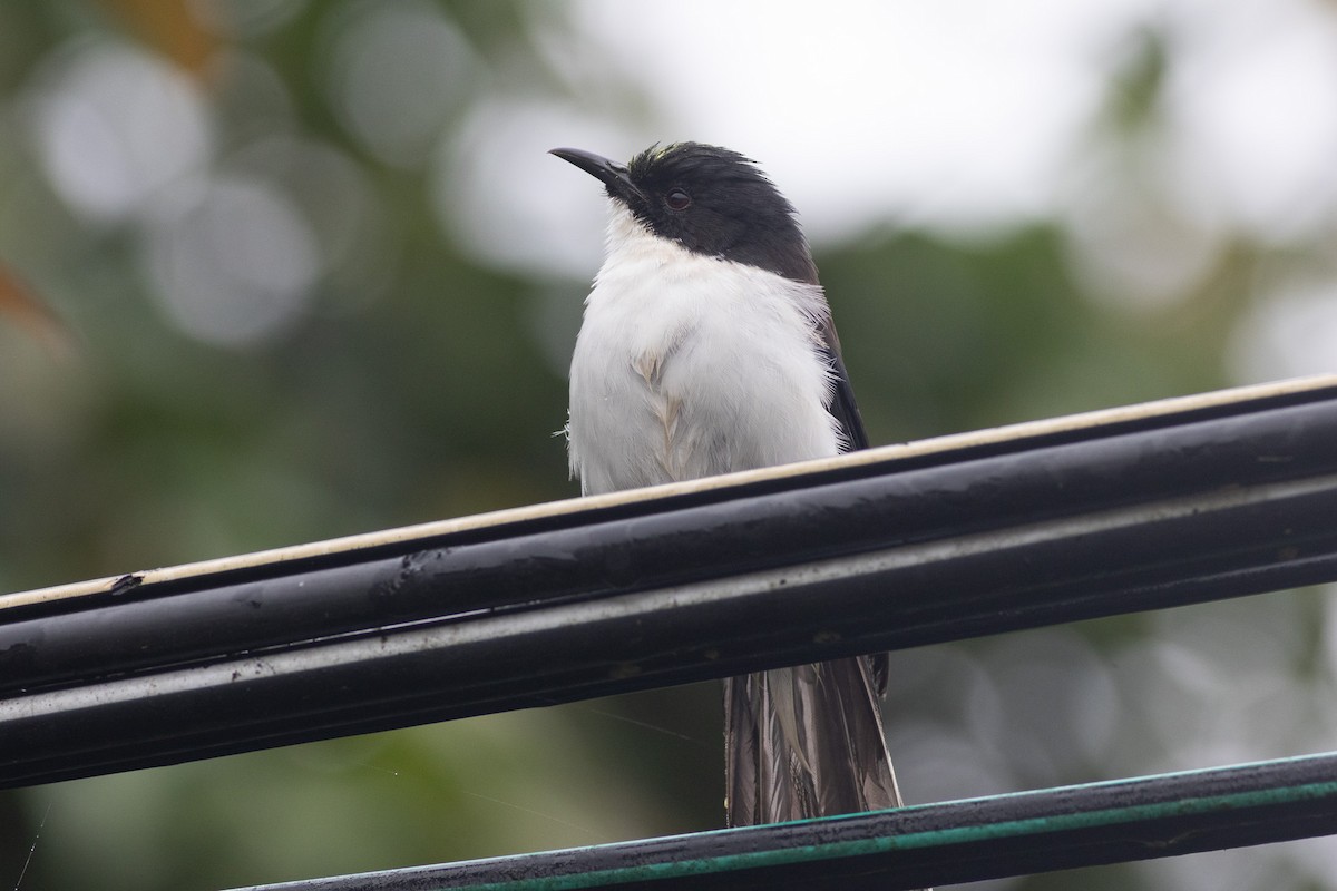 Black-backed Sibia - ML646970486
