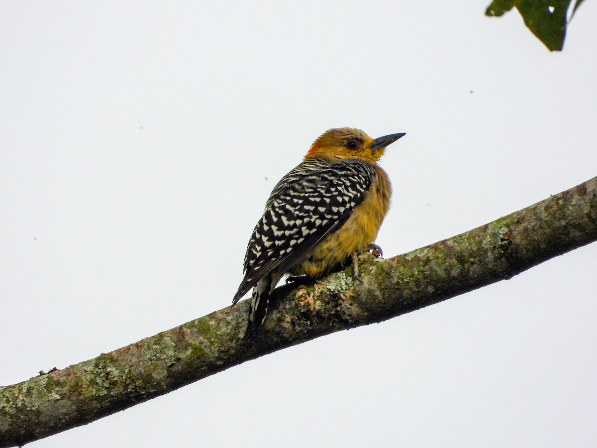 Carpintero Coronirrojo - ML646970487