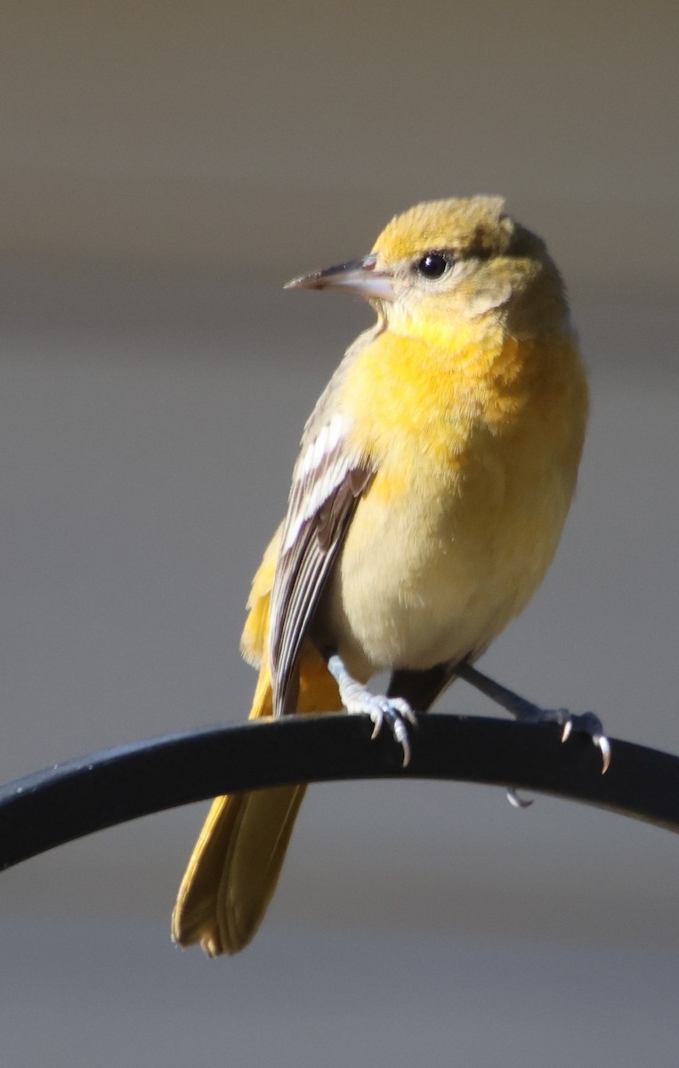 Baltimore Oriole - ML646970488