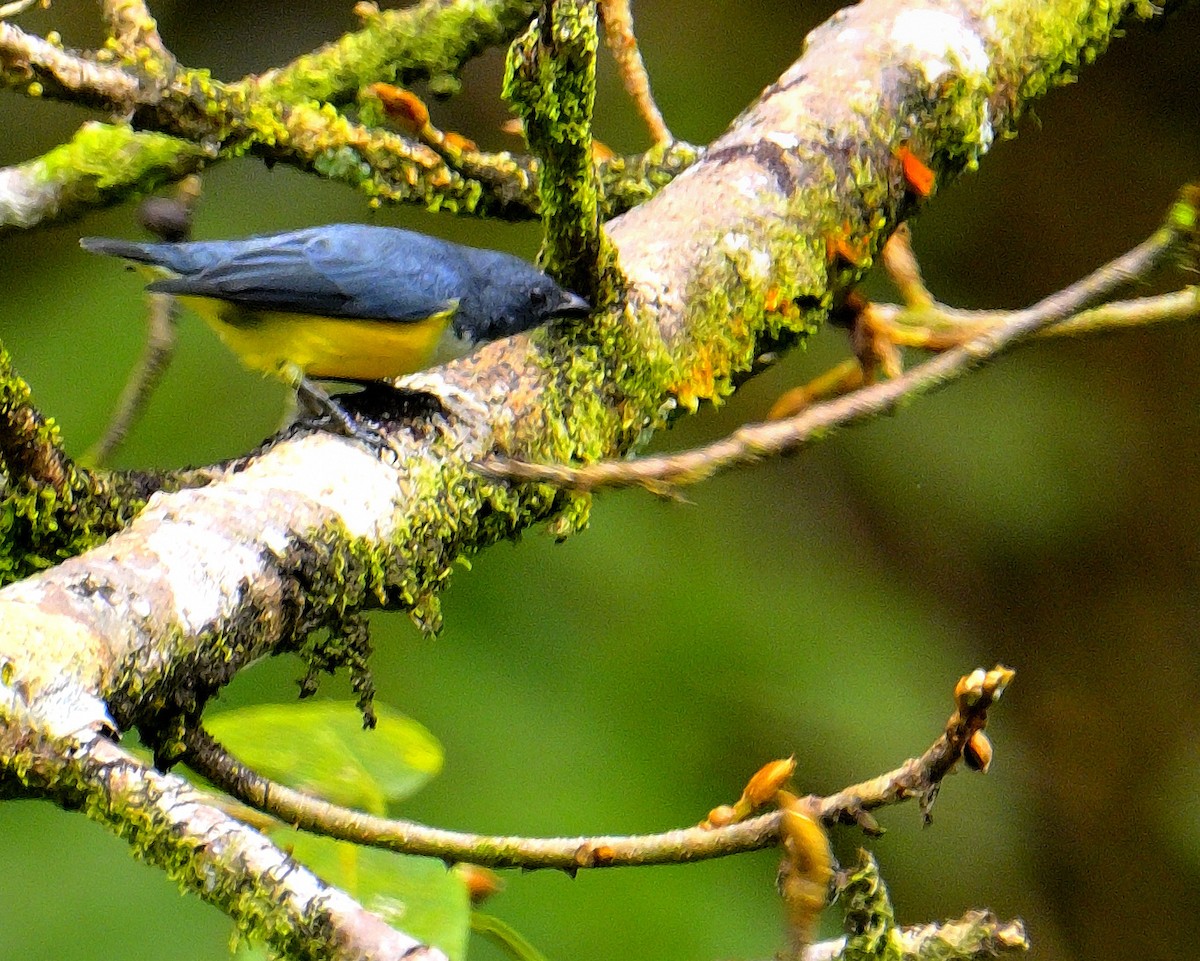 White-throated Flowerpecker - ML646970496