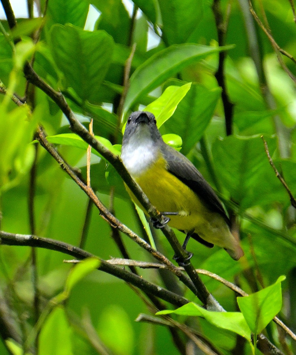 White-throated Flowerpecker - ML646970497