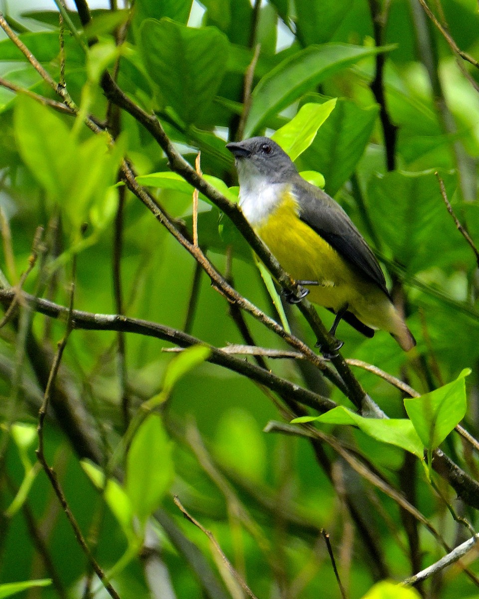 White-throated Flowerpecker - ML646970498