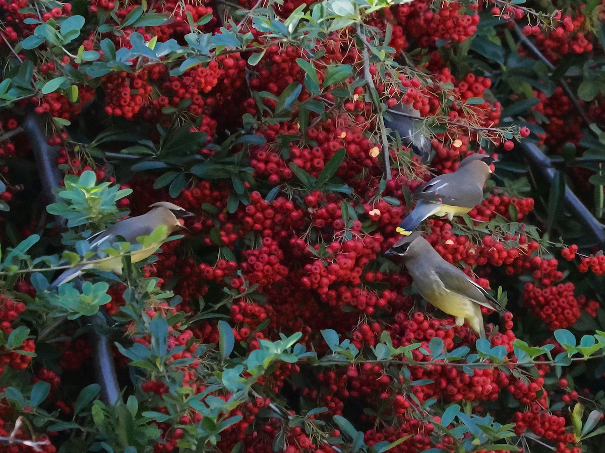 Cedar Waxwing - ML646970499