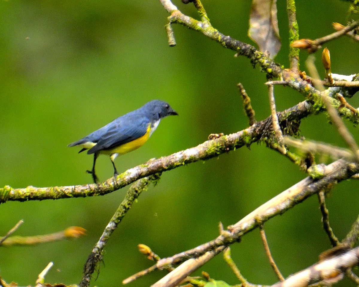 White-throated Flowerpecker - ML646970501