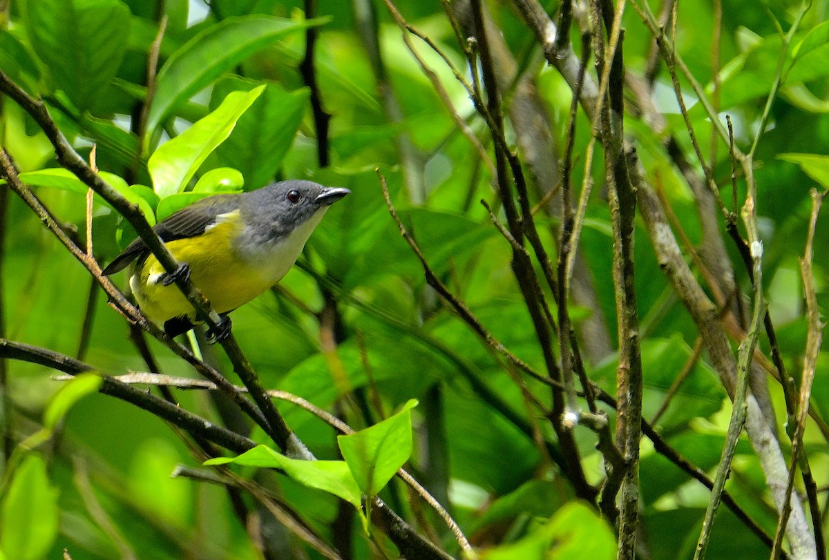 White-throated Flowerpecker - ML646970502