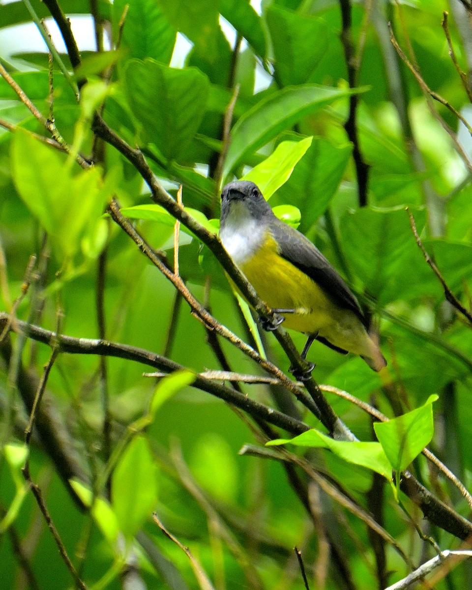 White-throated Flowerpecker - ML646970503