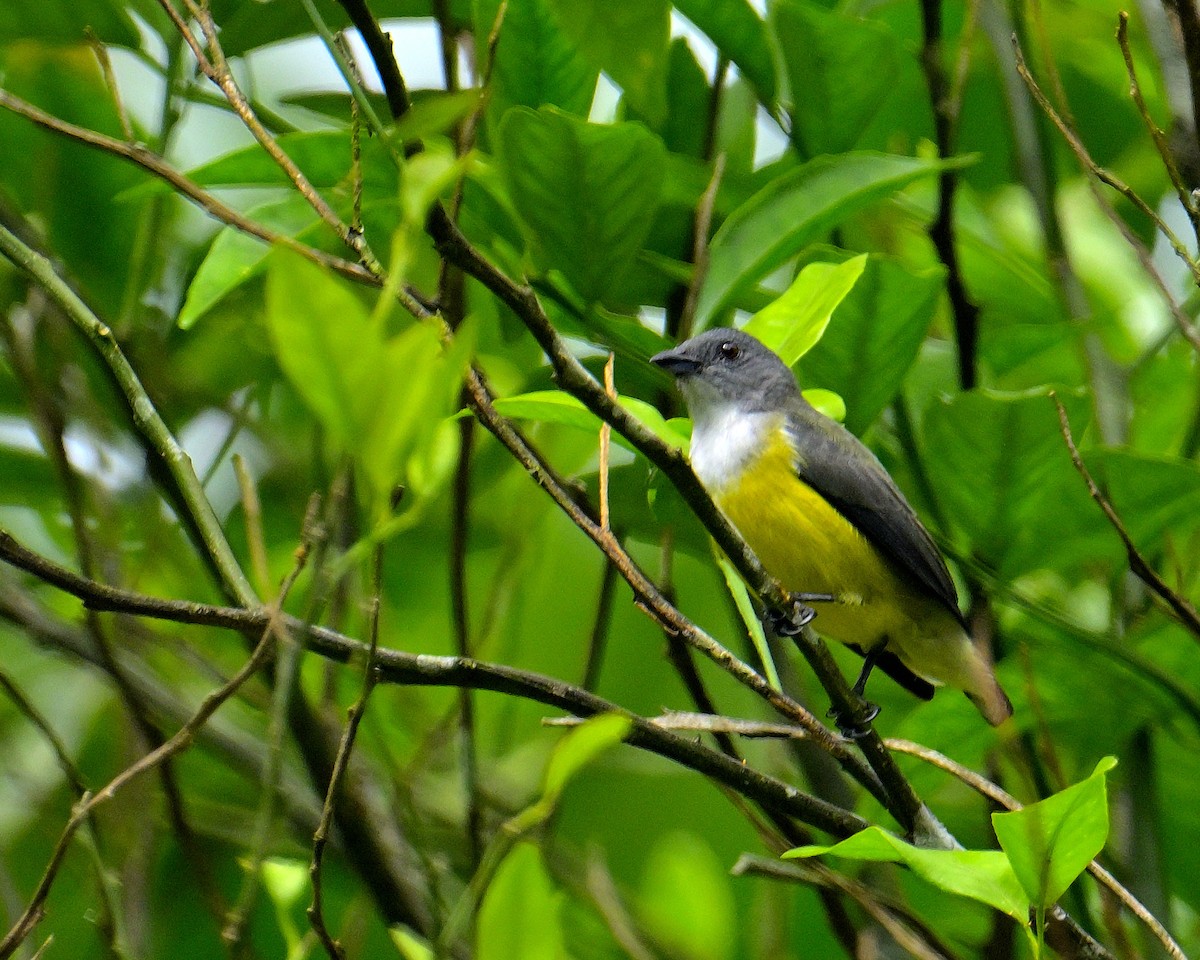 White-throated Flowerpecker - ML646970504