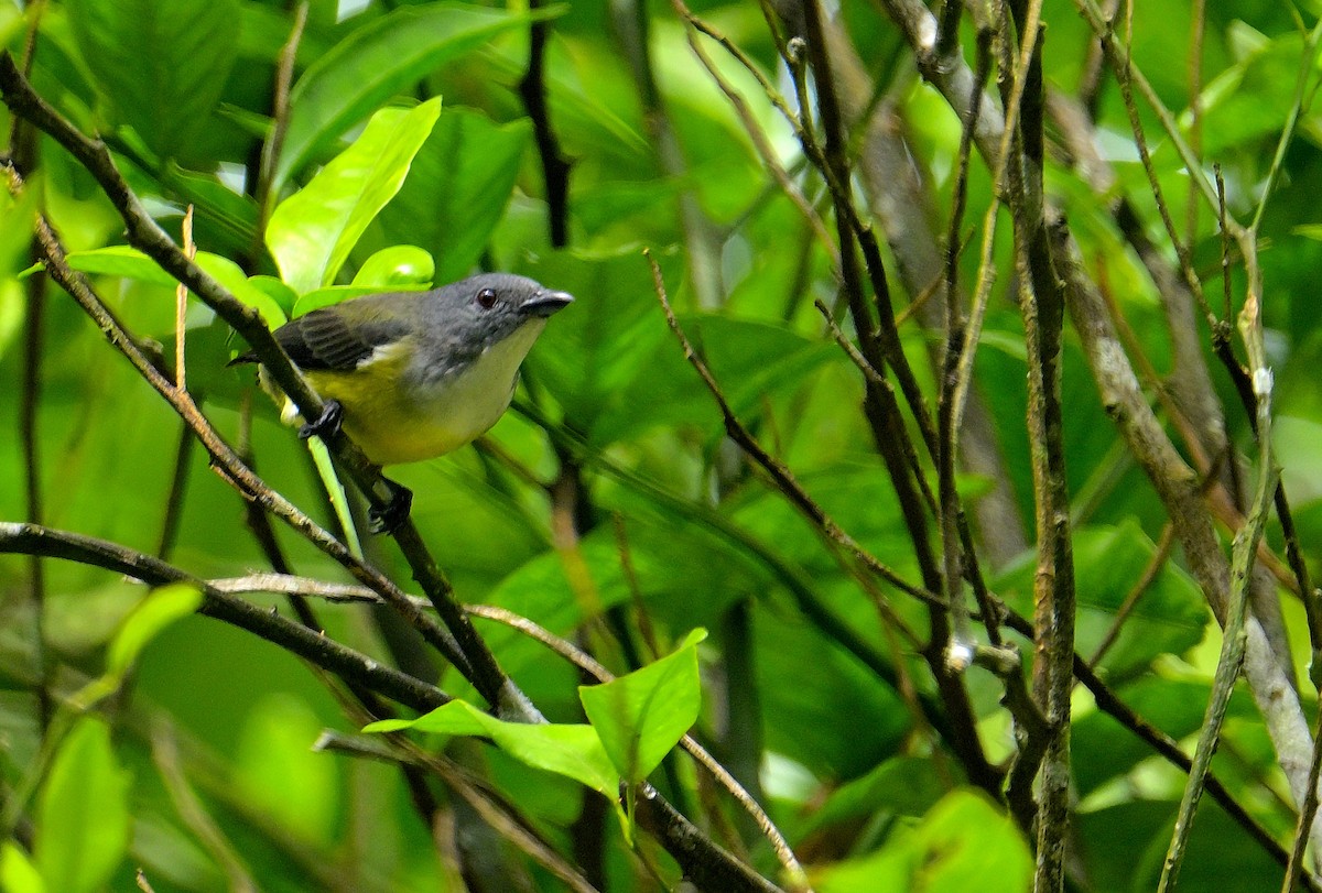 White-throated Flowerpecker - ML646970505