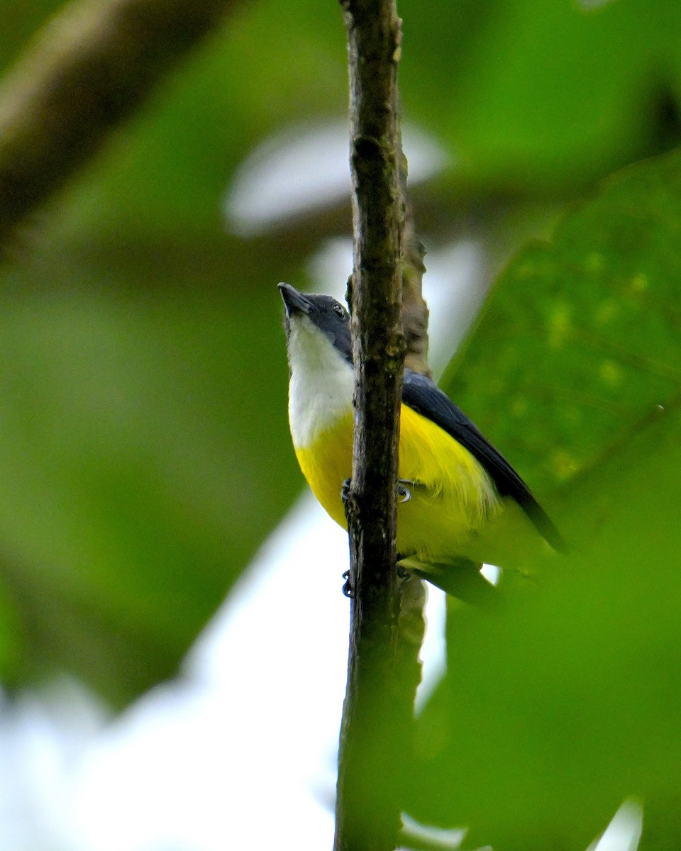White-throated Flowerpecker - ML646970506