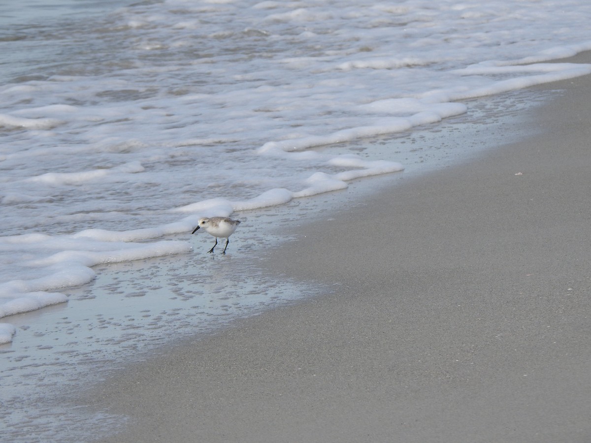 ミユビシギ - ML646970507